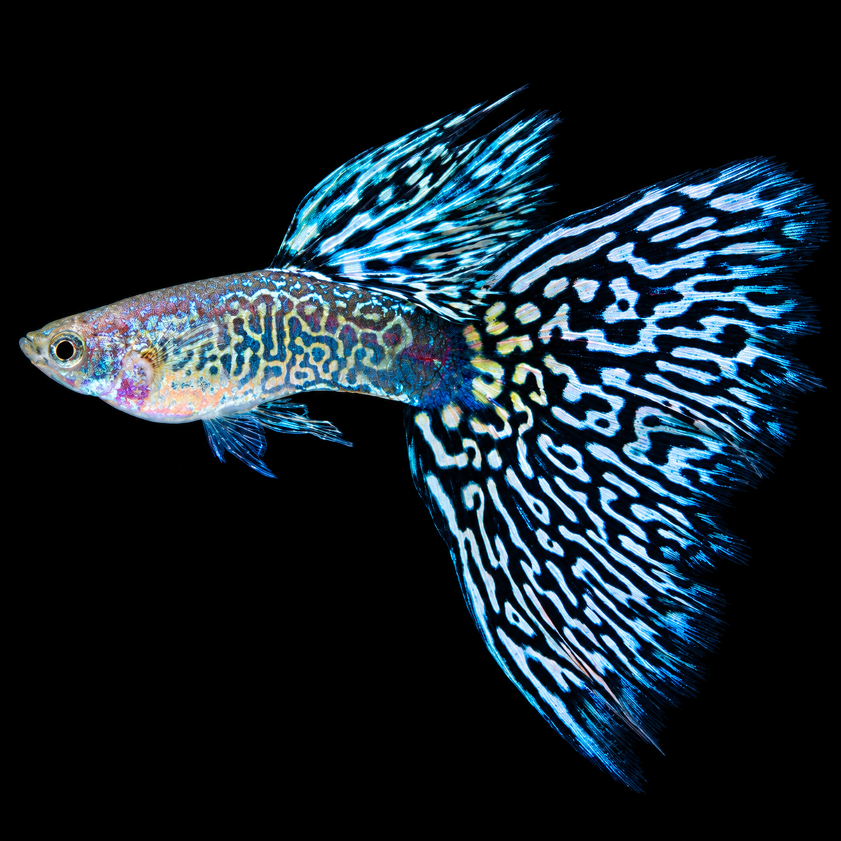 Snakeskin Mosaic Fancy Guppy Fish