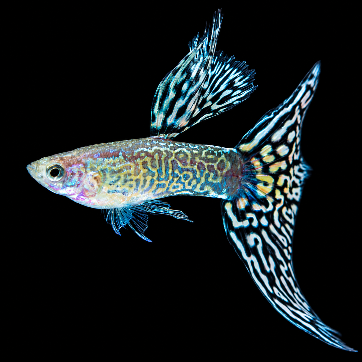Snakeskin Mosaic Fancy Guppy Fish
