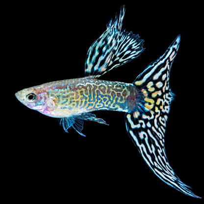 Snakeskin Mosaic Fancy Guppy Fish