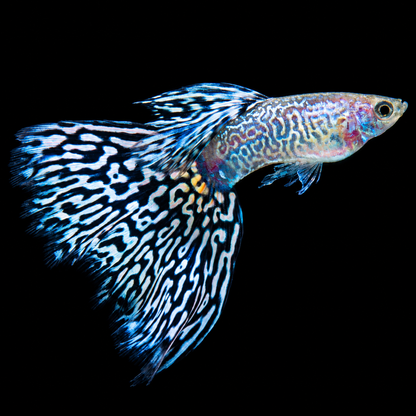 Snakeskin Mosaic Fancy Guppy Fish