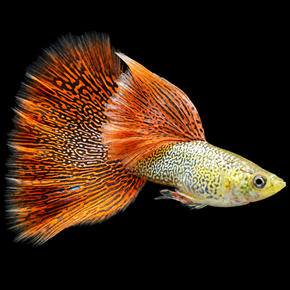 Snakeskin Red Lace Guppy Fish