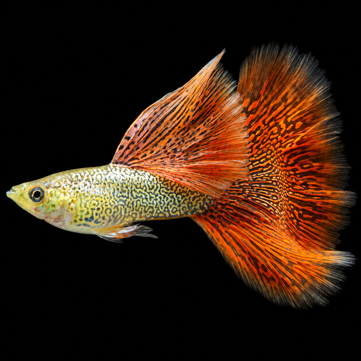 Snakeskin Red Lace Guppy Fish