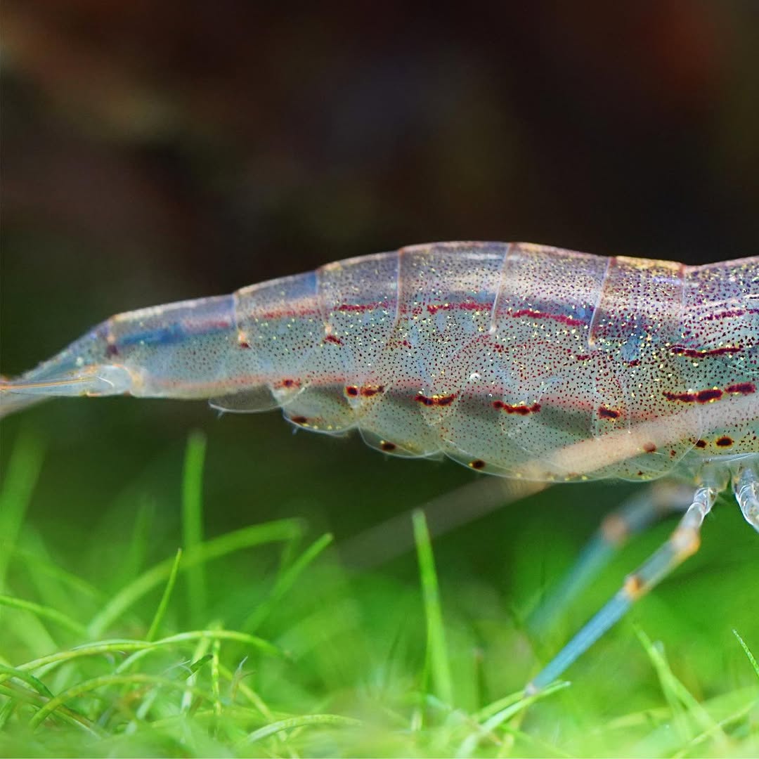 Amano Shrimp