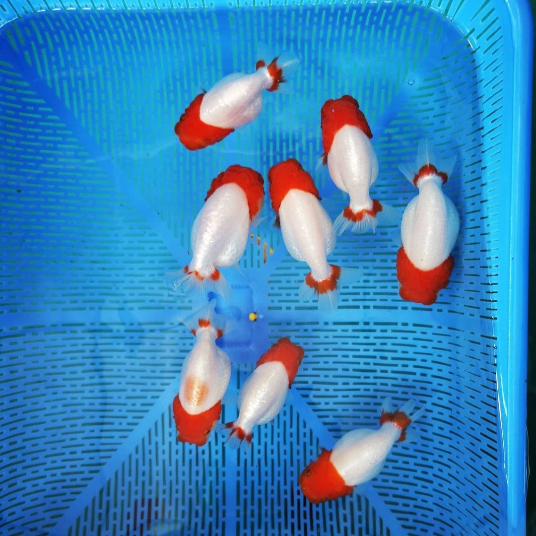 Red Head White Body Ranchu Goldfish | Grower Pick – Tropicflow