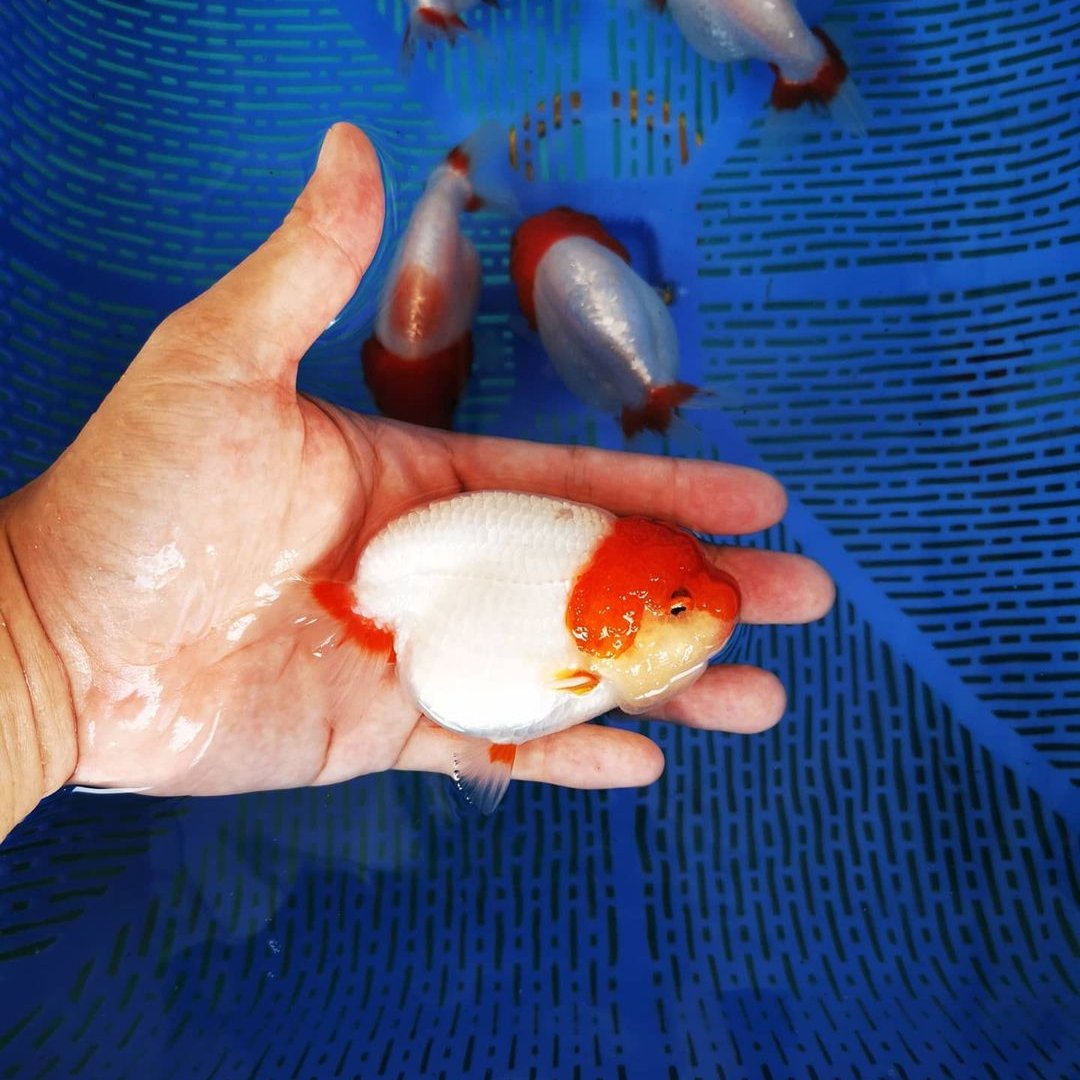 Red Head White Body Ranchu Goldfish | Grower Pick – Tropicflow
