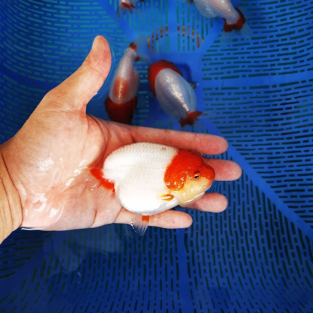 Red Head White Body Ranchu Goldfish | Grower Pick