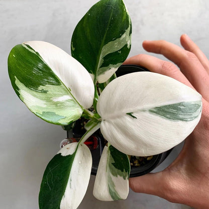 Variegated Philodendron White Wizard Plant