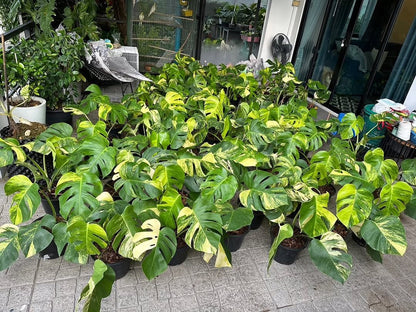 Variegated Monstera Aurea Mature Plant (3 - 4 Leaves) | Grower Pick