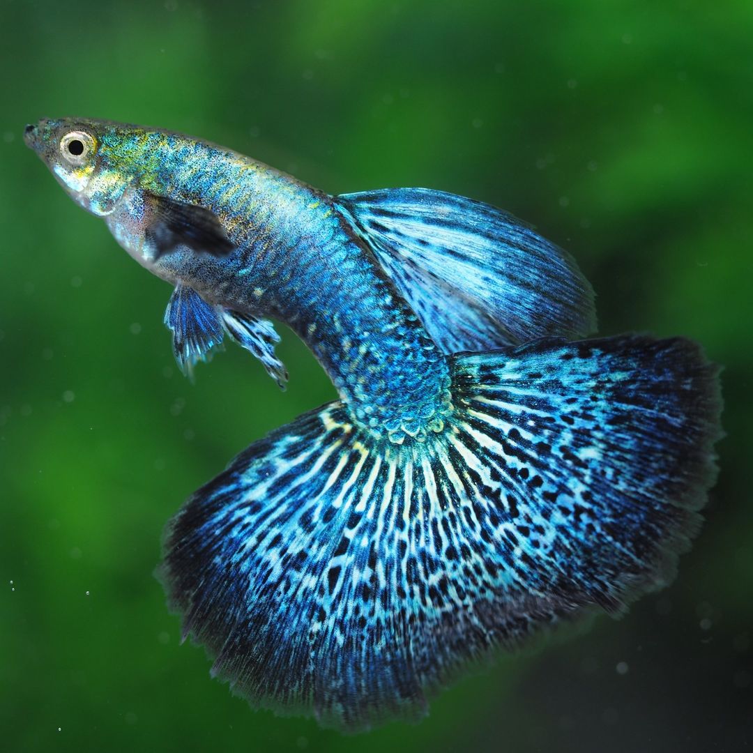 Blue Dragon Guppy Fish
