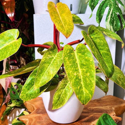 Variegated Philodendron Painted Lady Plant