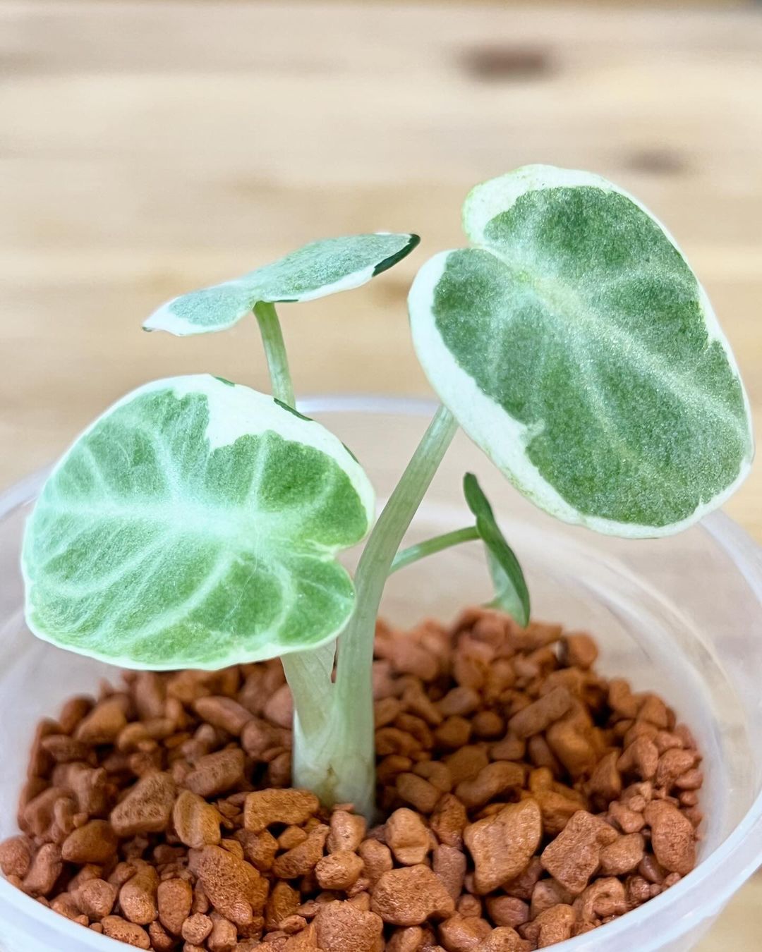 Variegated Alocasia Ninja Tissue Culture Plant