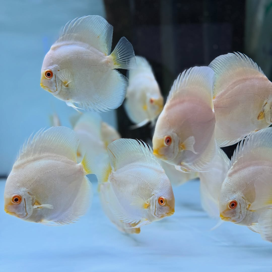 Albino Platinum Discus Fish