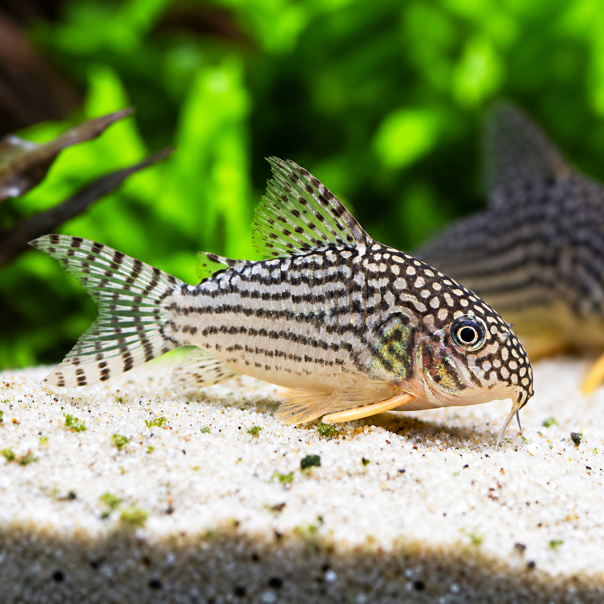Sterbai Cory Catfish – Corydoras Sterbai