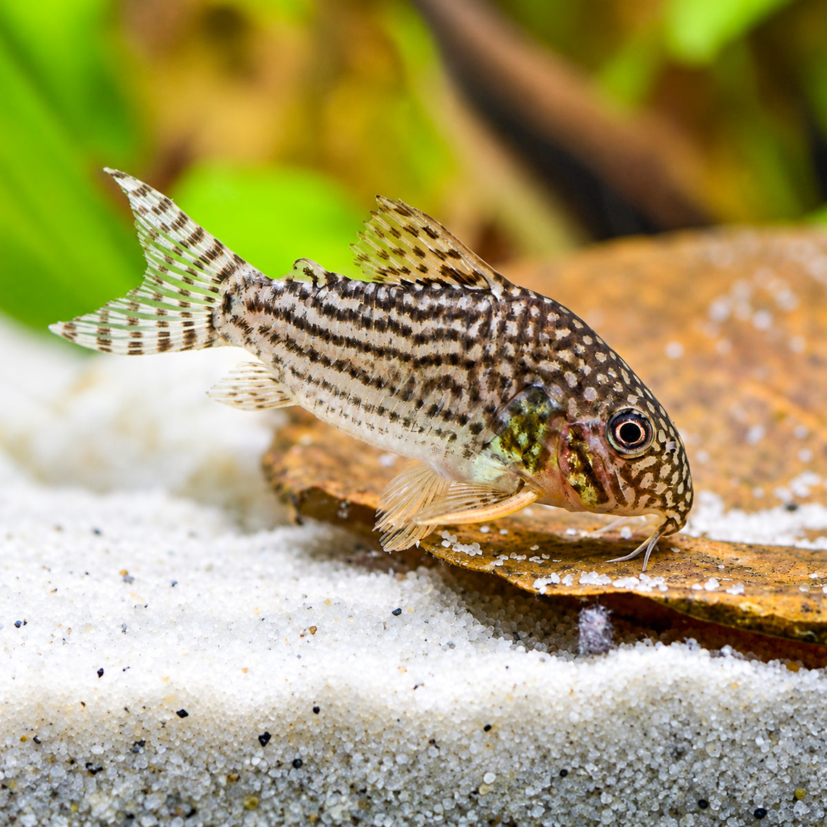 Sterbai Cory Catfish – Corydoras Sterbai