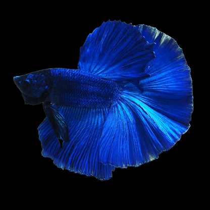 Super Blue Halfmoon Male Betta Fish