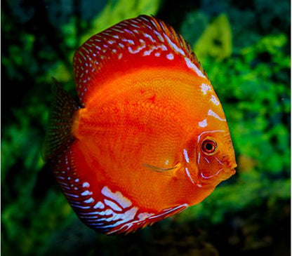 Red Marlboro Discus Fish