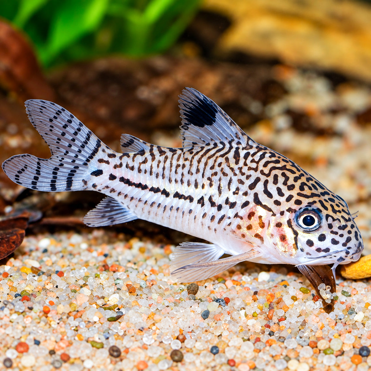 True Julii Cory Catfish – Corydoras Julii