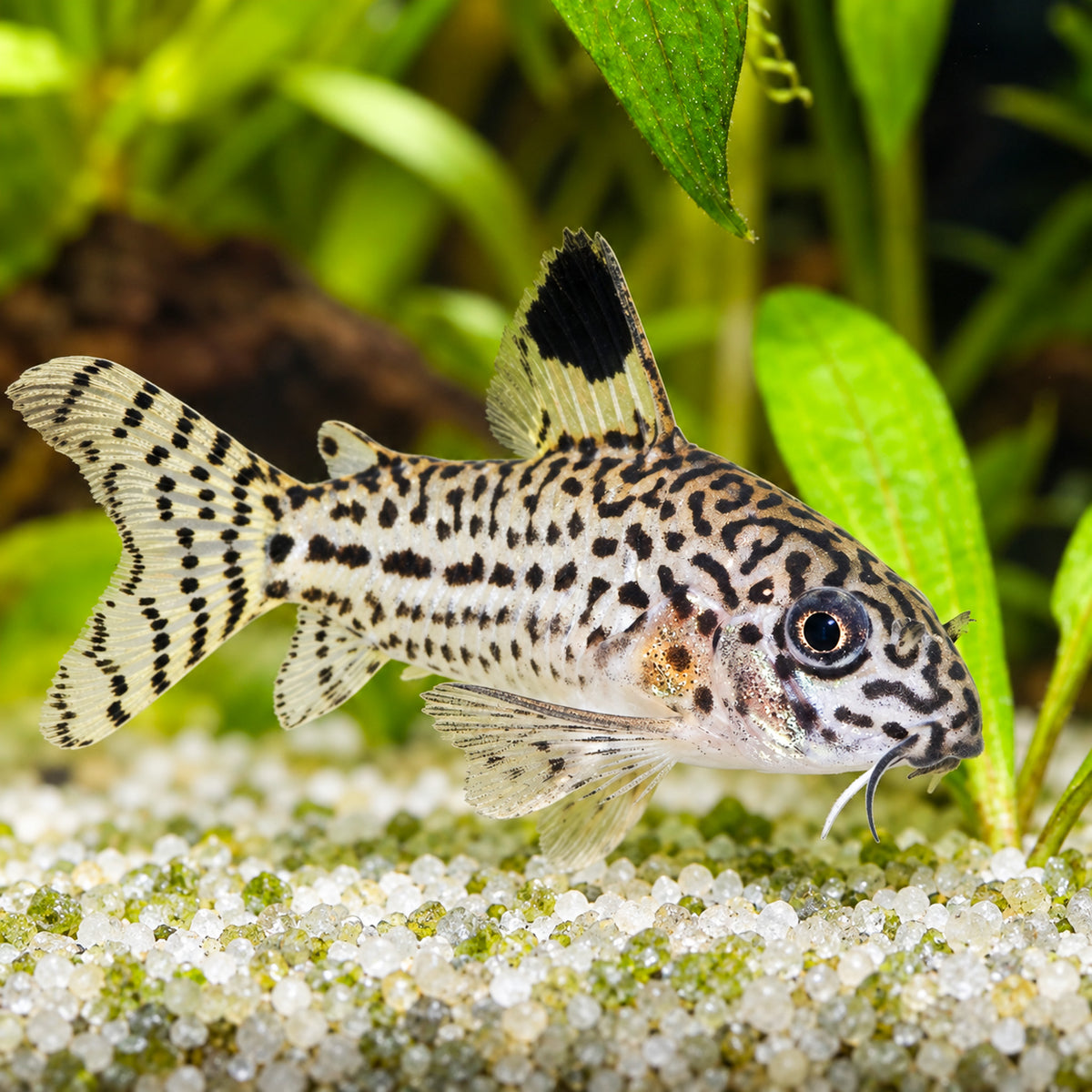 True Julii Cory Catfish – Corydoras Julii