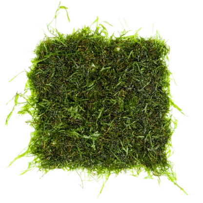 Java Moss on Stainless Steel