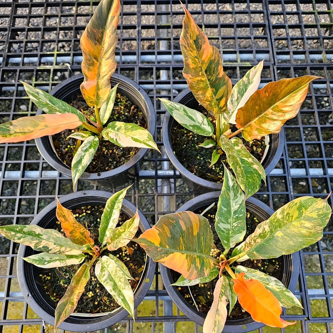 Variegated Philodendron Caramel Mature Plant