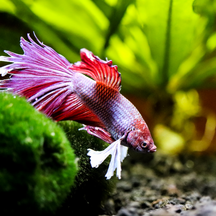 Plant Package for Halfmoon Betta Fish Tank