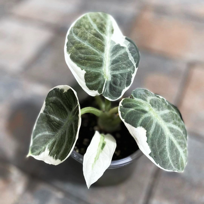 Shop Variegated Alocasia Ninja Tissue Culture Plant Shop Variegated Alocasia Ninja Tissue Culture Plant