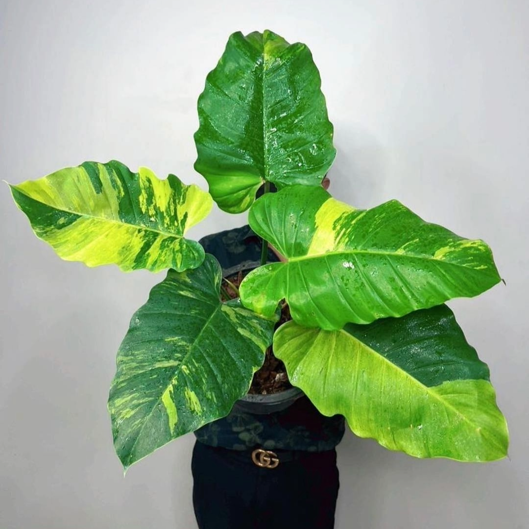 Variegated Philodendron Jungle Fever Plant