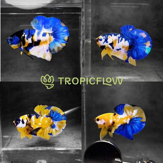 Koi Yellow Galaxy Male Plakat Betta Fish