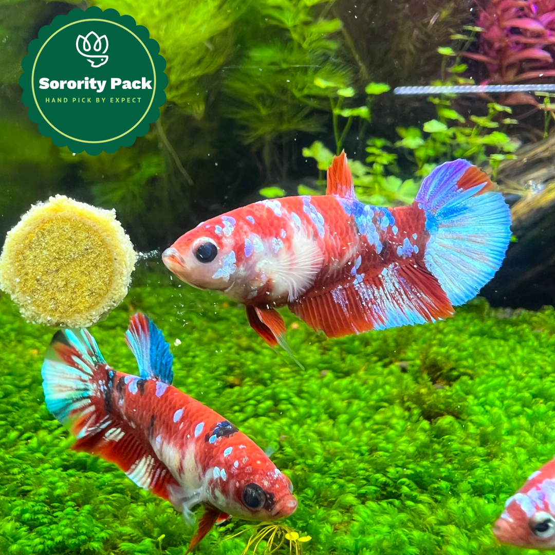 Mixed Koi Red Female Betta Fish Sorority Pack