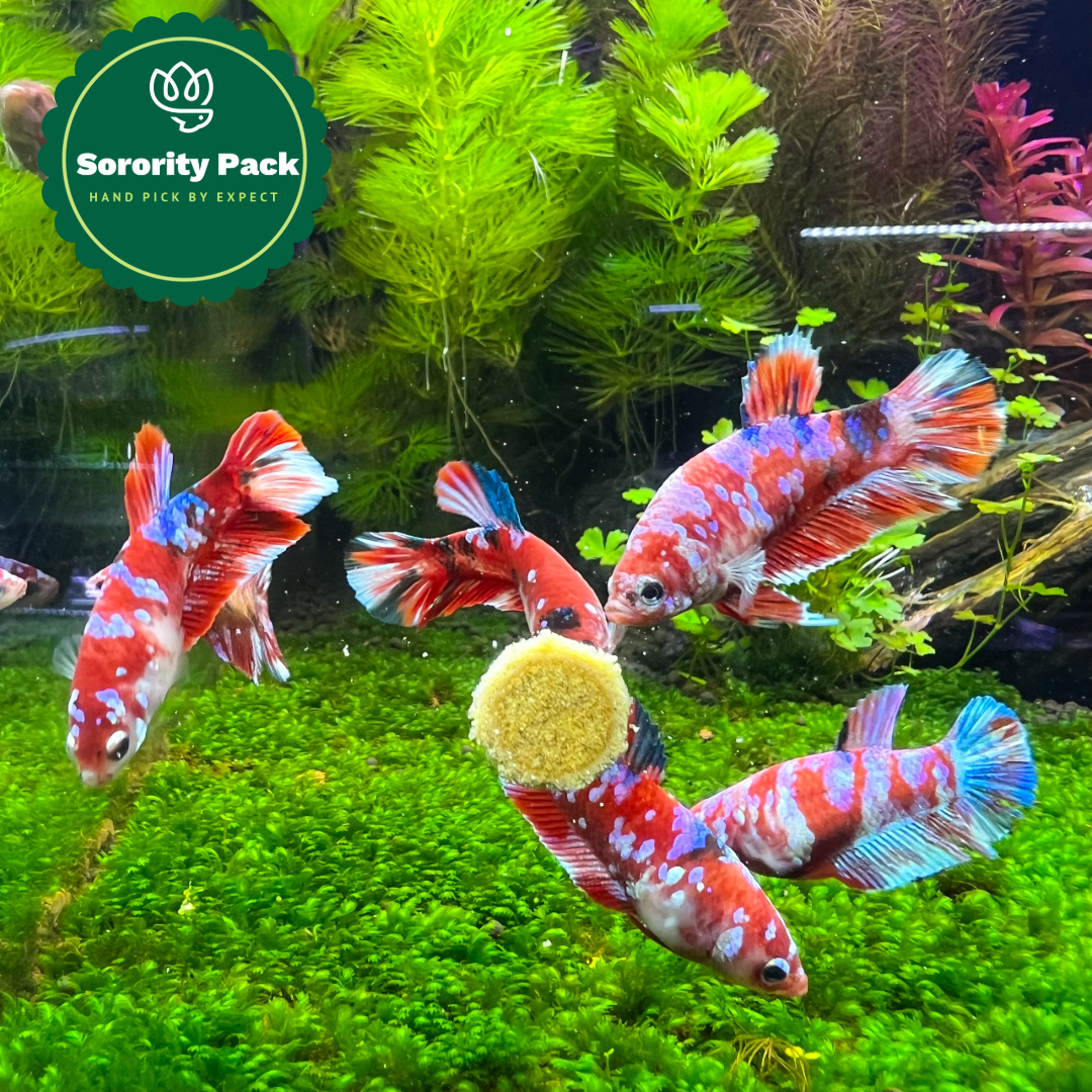 Mixed Koi Red Female Betta Fish Sorority Pack