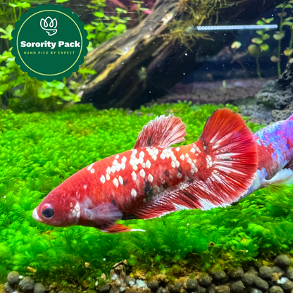 Mixed Koi Red Female Betta Fish Sorority Pack