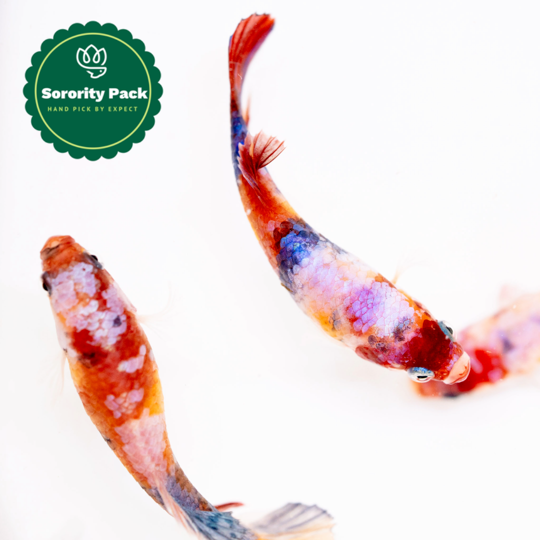 Koi Nemo Pink Female Betta Fish Sorority | Successful Sorority Pack