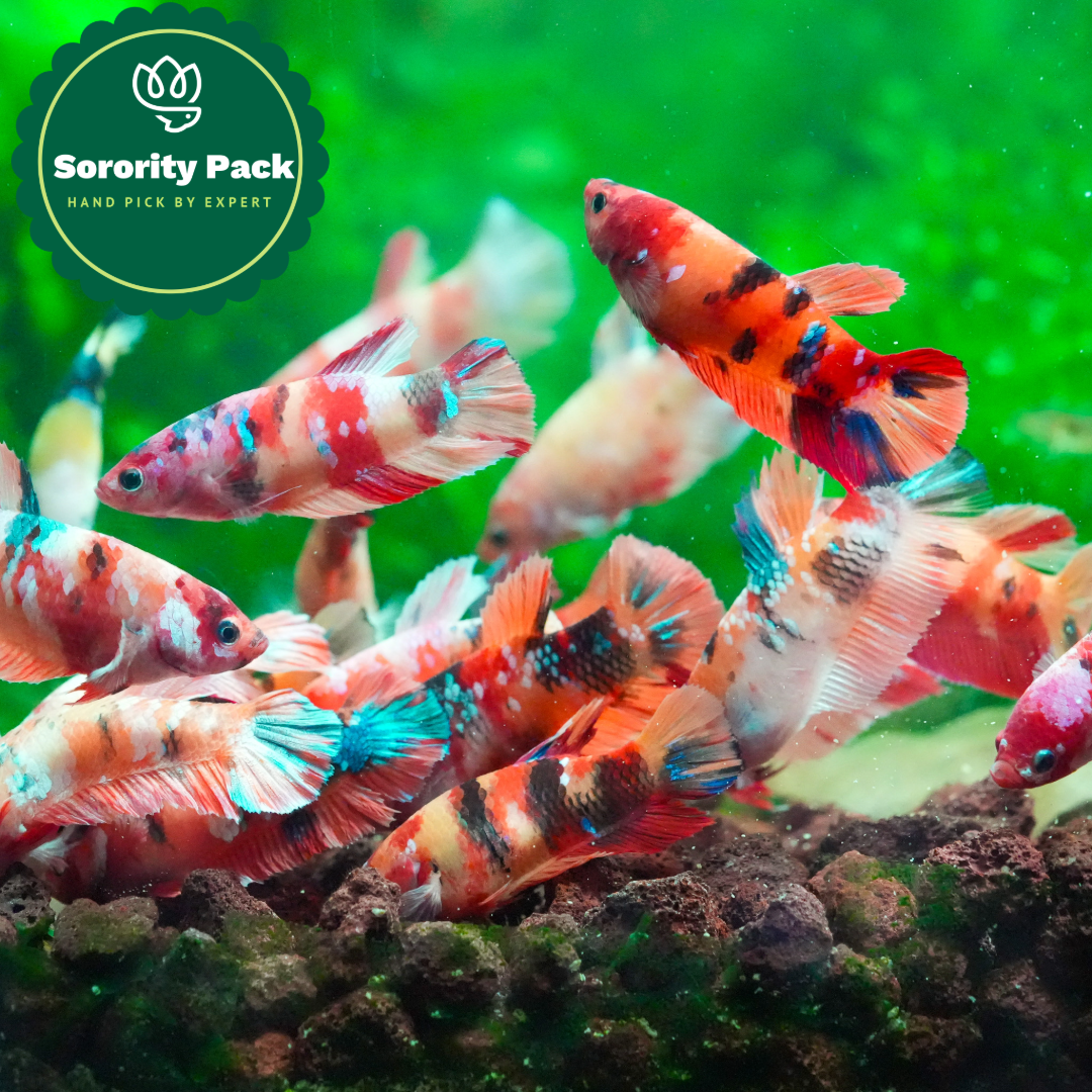 Koi Nemo Female Betta Fish Sorority | Successful Sorority Pack