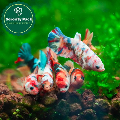 Koi Nemo Female Betta Fish Sorority | Successful Sorority Pack + Dired Almond Leaf