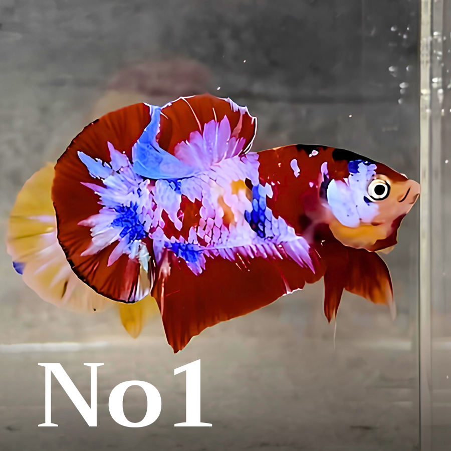 Multicolor Plakat Male Betta Fish |Show Grade|  You Pick Fish