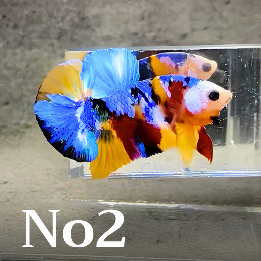 Multicolor Plakat Male Betta Fish |Show Grade|  You Pick Fish