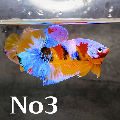 Multicolor Plakat Male Betta Fish |Show Grade|  You Pick Fish