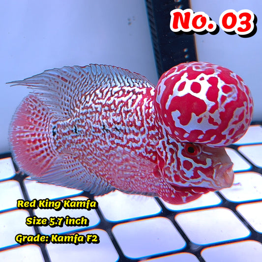 King Kamfa Flowerhorn Cichlid | You Pick Fish |
