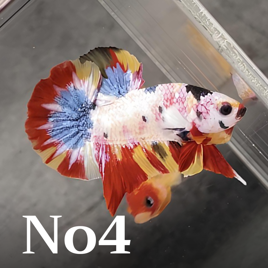 Multicolor Plakat Male Betta Fish |Show Grade|  You Pick Fish