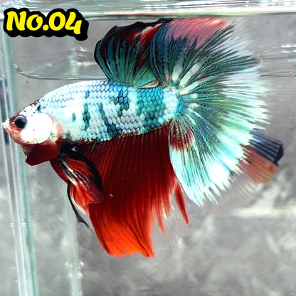 Multicolor Halfmoon Male Betta Fish | High Grade | Order Directly From Farm|  You Pick Fish |