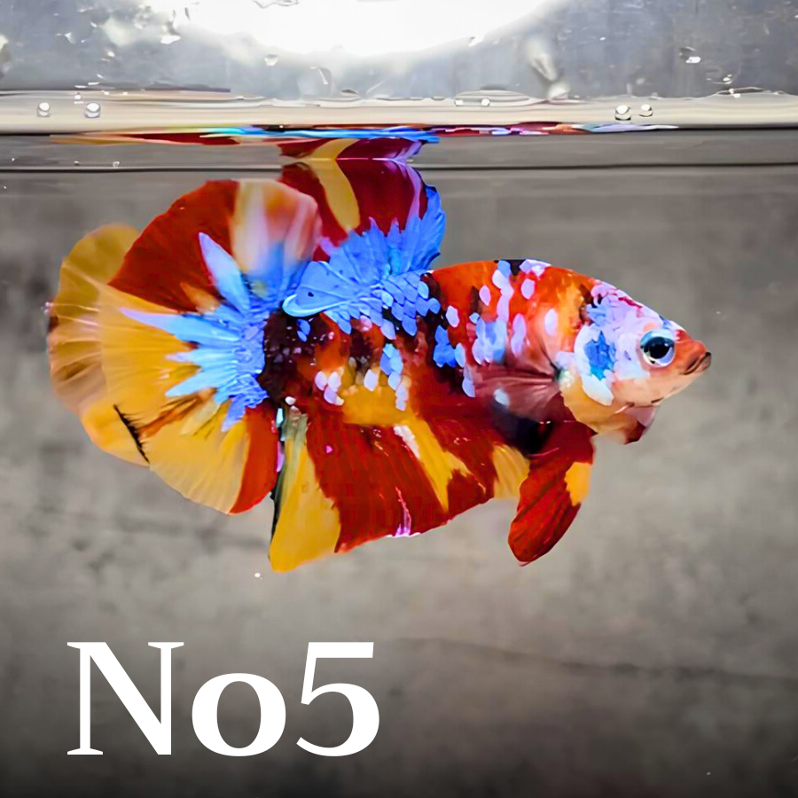 Multicolor Plakat Male Betta Fish |Show Grade|  You Pick Fish