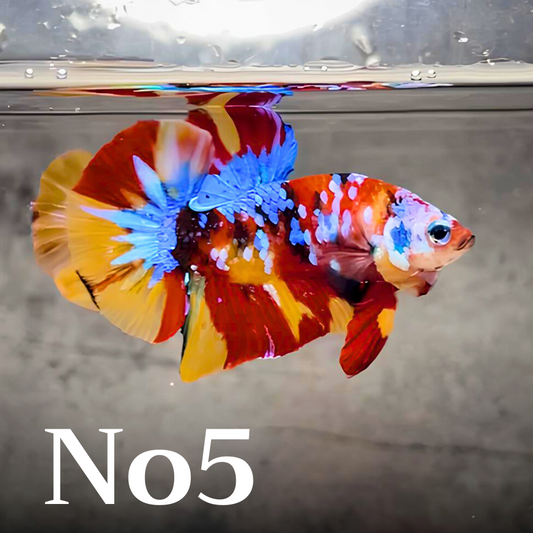 Multicolor Plakat Male Betta Fish |Show Grade|  You Pick Fish