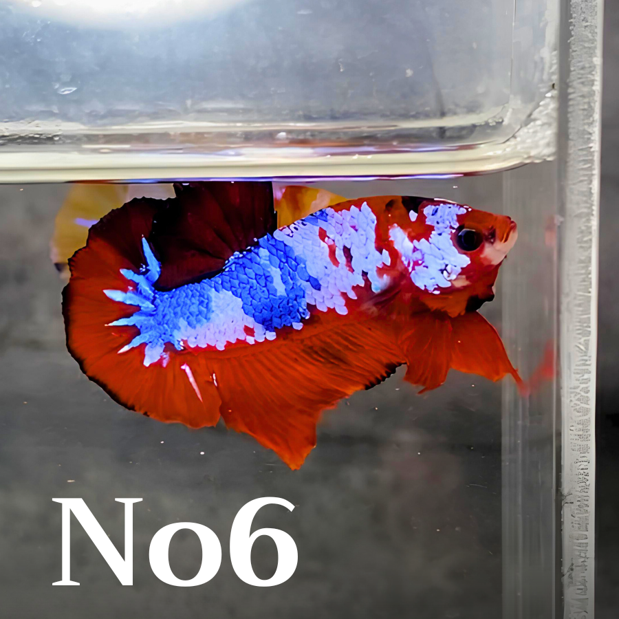 Multicolor Plakat Male Betta Fish |Show Grade|  You Pick Fish