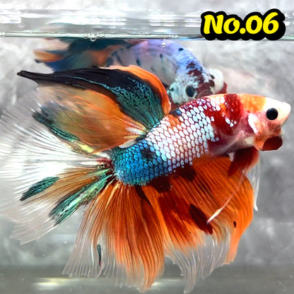 Multicolor Halfmoon Male Betta Fish | High Grade | Order Directly From Farm|  You Pick Fish |