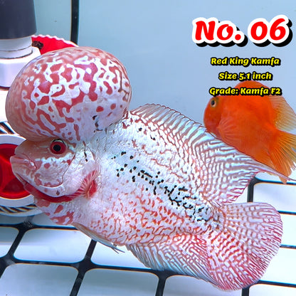 King Kamfa Flowerhorn Cichlid | You Pick Fish |