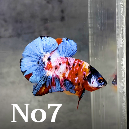 Multicolor Plakat Male Betta Fish |Show Grade|  You Pick Fish