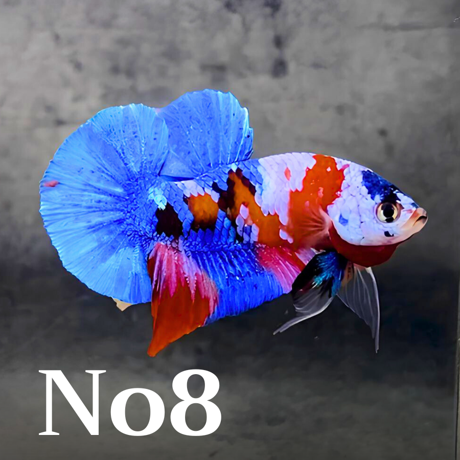 Multicolor Plakat Male Betta Fish |Show Grade|  You Pick Fish