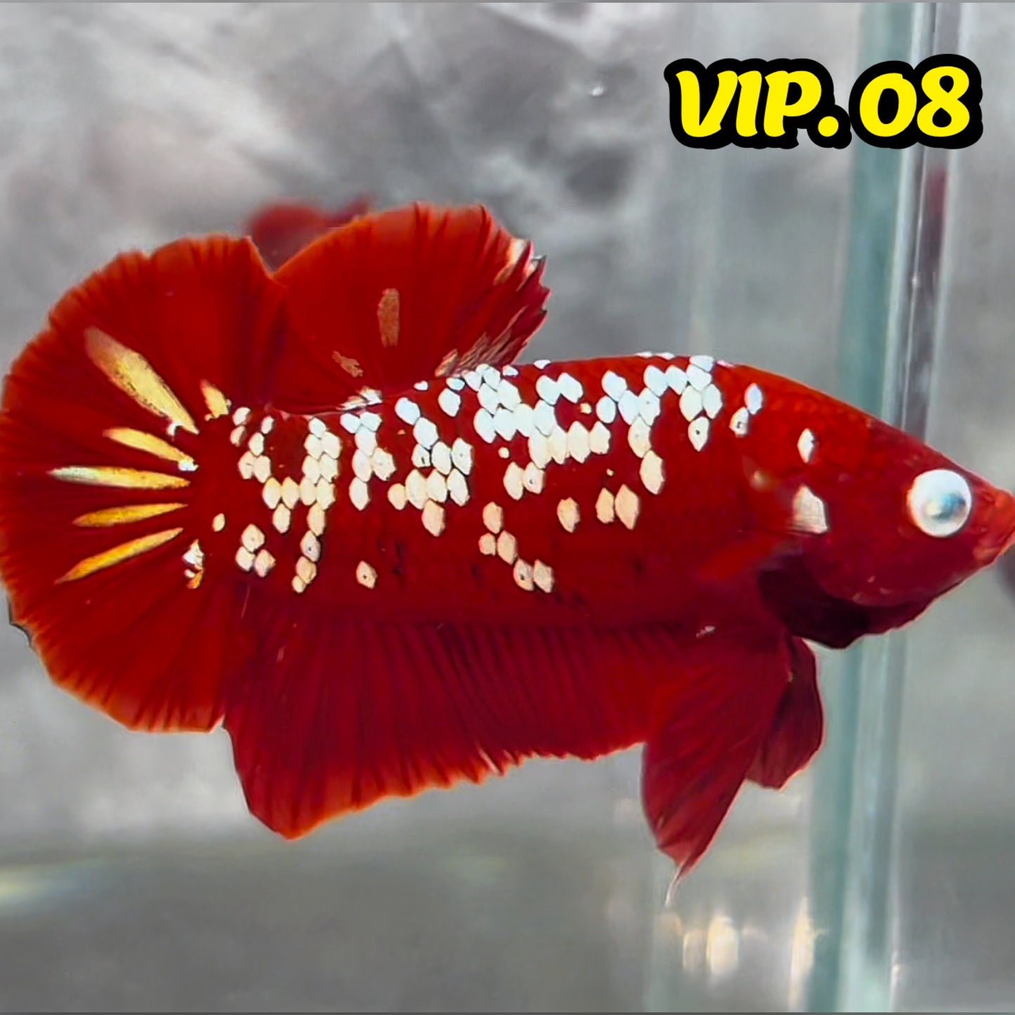 Golden Star Dust Galaxy Plakat Male Betta Fish | Super Rare | You Pick Fish