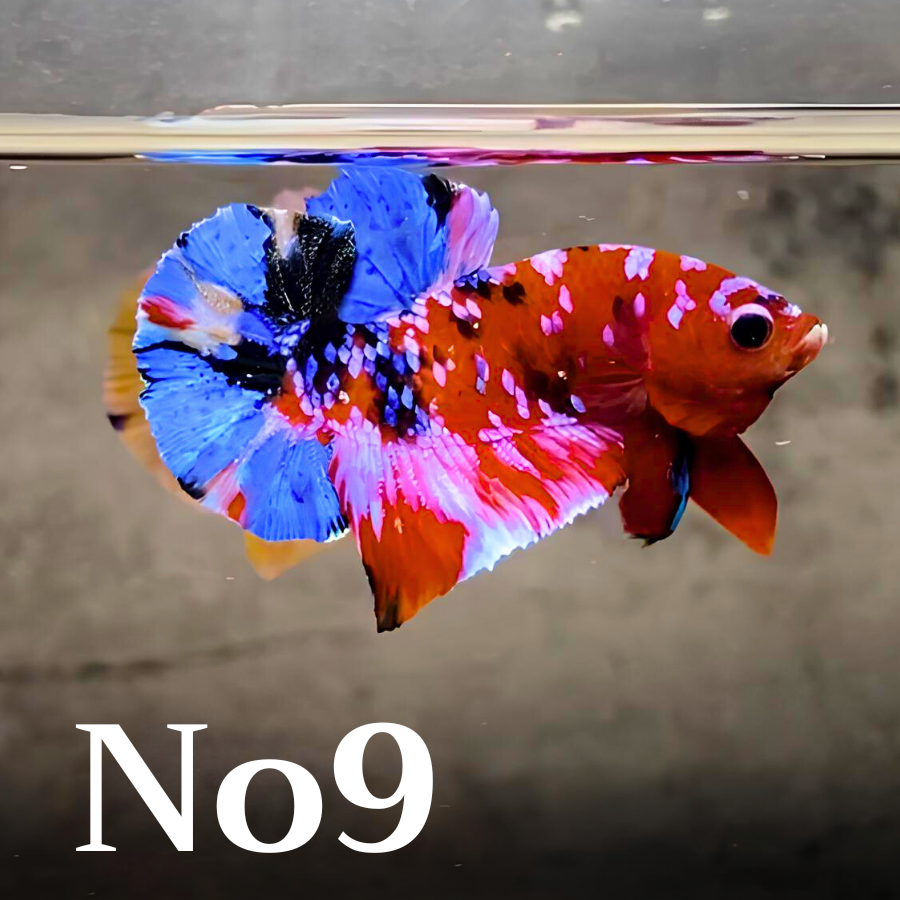 Multicolor Plakat Male Betta Fish |Show Grade|  You Pick Fish