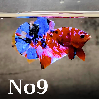 Multicolor Plakat Male Betta Fish |Show Grade|  You Pick Fish